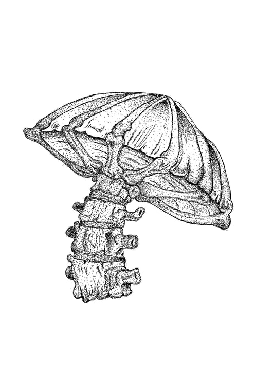 Carrion Bloom